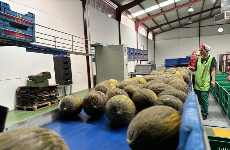 Sube el precio en origen de sandía y melón de La Mancha en el ecuador de la campaña melón