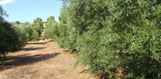 La demanda de productos sostenibles aumenta el interés por el suelo rústico fincas rústicas