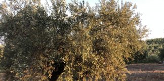 El enlace de esta campaña de aceite de oliva será el menor de la serie histórica olivo