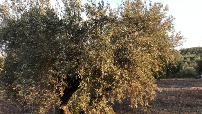 olivo