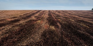 ASAJA insiste en que se autoricen quemas controladas de rastrojos por razones fitosanitarias rastrojos quemados