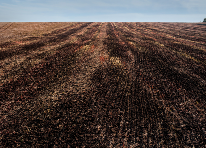 rastrojos quemados rastrojos quemados