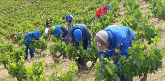 Lamenta la dificultad de contratar directamente trabajadores para el campo temporeros