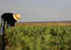 El paro agrario subió en septiembre, aunque se mantiene por debajo de hace un año trabajador