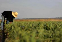 El paro agrario subió en septiembre, aunque se mantiene por debajo de hace un año trabajador