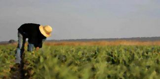 CCOO afirma que en Extremadura sobra mano de obra para el campo, pero faltan condiciones dignas trabajador