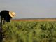 El paro agrario subió en septiembre, aunque se mantiene por debajo de hace un año trabajador