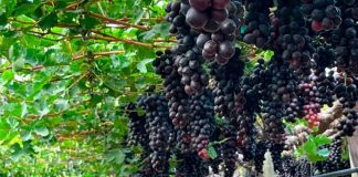 Santander y Atitlan lanzan Atgro, una plataforma para invertir más de 500 millones en proyectos agrícolas uvas