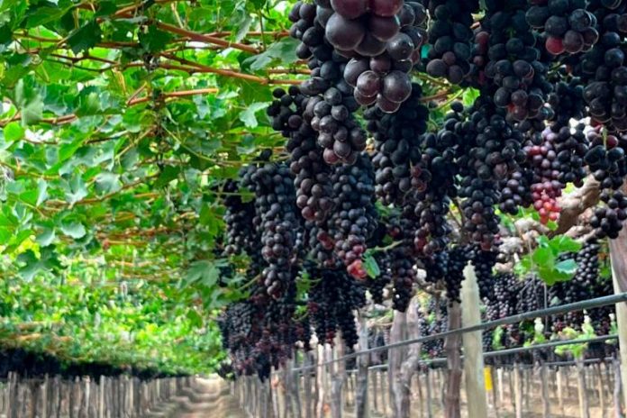 uvas