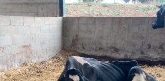 Gripe, EHE, viruela ovina, lengua azul o Peste Porcina Africana preocupan a los ganaderos EHE