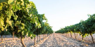 Nuevo pago de reestructuración de viñedo de Castilla-La Mancha viña