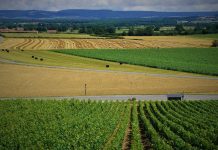 El Parlamento Europeo contempla medidas de condicionalidad para no incrementar la producción de uva viñedo