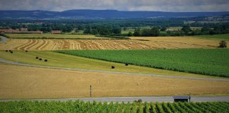 Propone arranques de viñedo con criterios sociales para reestructurar el sector viñedo