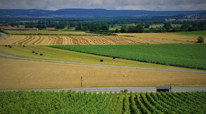 El Parlamento Europeo contempla medidas de condicionalidad para no incrementar la producción de uva viñedo