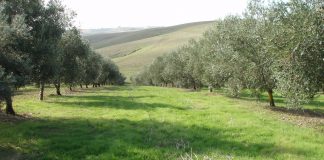 30-octubre-2024. Webinar “Cubiertas y Ecorregímenes de la PAC: Beneficios, Implementación y Soluciones Prácticas”. 6:30 a 19:30 horas Olivar con cubierta