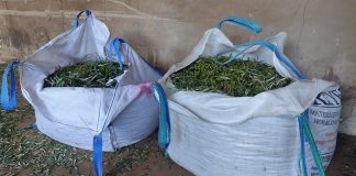 Cuatro investigados por robar cerca de mil kilos de aceitunas en Puente Genil (Córdoba) aceitunas