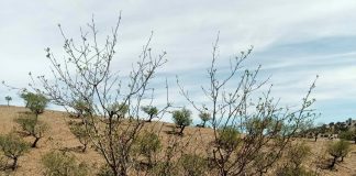 Critica que previsiones ministeriales de frutos secos “ignoran a las explotaciones familiares, de secano y en ecológico” almendros secos