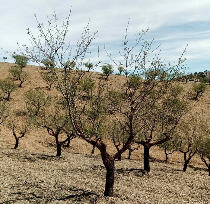 almendros secos