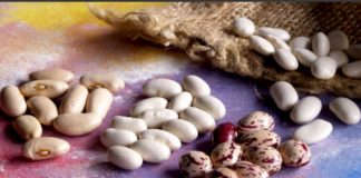 Más de cuatro millones de kilos de alubias en peligro de recolección alubias