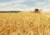 Prevé una disminución en la producción europea de cereales y subida en oleaginosas y proteaginosas mercado de cereales