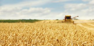 Paralización absoluta en el mercado de cereales nacional mercado de cereales