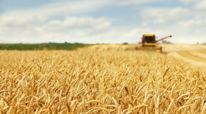 Prevé una disminución en la producción europea de cereales y subida en oleaginosas y proteaginosas mercado de cereales