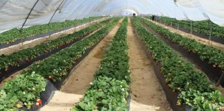 Asociación fresera realizará nuevas selecciones de personal en Colombia, Honduras y Ecuador, además de Marruecos fresas