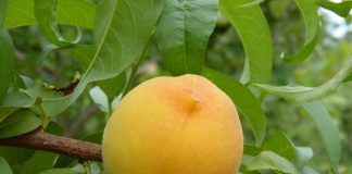 Alerta sobre la falta de soluciones para el control de plagas en fruta dulce melocotón