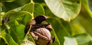 Nuevo pago de la ayuda extraordinaria de frutales y frutos de cáscara a 510 nuevos agricultores nueces