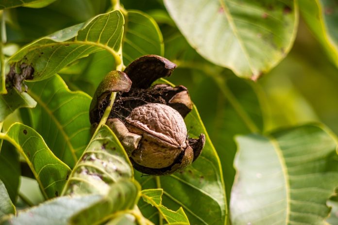 nueces
