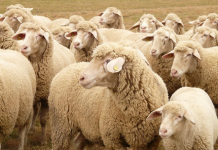 ASAJA Ciudad Real denuncia “el abandono” de los ganaderos afectados por la lengua azul lengua azul