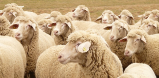 ASAJA Ciudad Real denuncia “el abandono” de los ganaderos afectados por la lengua azul lengua azul