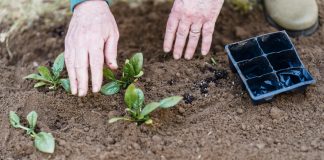 La sobrefertilización con fósforo reduce la capacidad de los suelos agrícolas de secuestrar carbono plantas