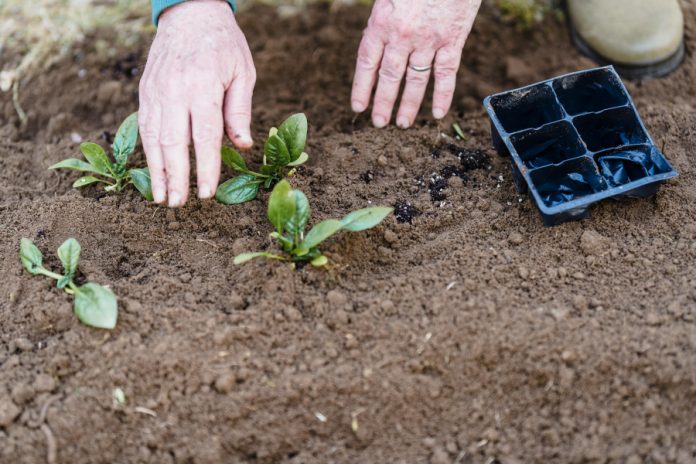 plantas