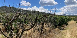 Insta al Ministerio de Agricultura a pedir fondos de la reserva de crisis de la PAC para España sequía