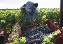 ASAJA denuncia que el Salario Mínimo Interprofesional pone a agricultores y ganaderos “al límite” vendimia