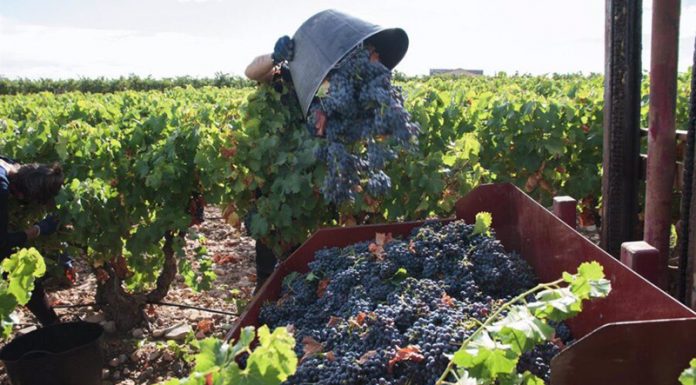 ASAJA denuncia que el Salario Mínimo Interprofesional pone a agricultores y ganaderos “al límite” vendimia