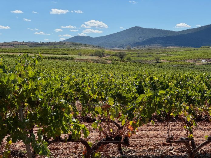 viñedo UPA