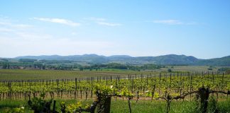 Califican al ministro de Agricultura de “irresponsable” por descartar el arranque de viñedo en España viñedos