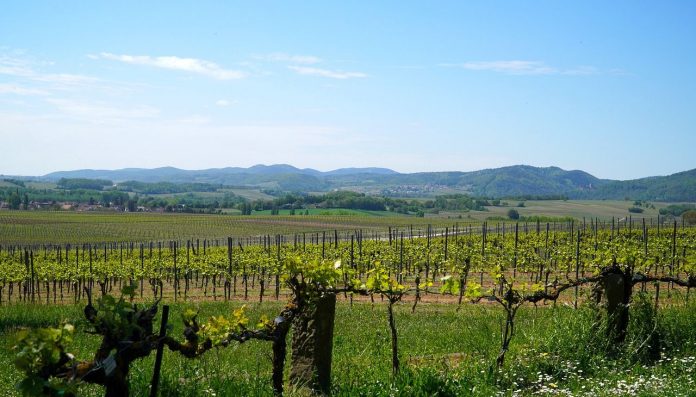 viñedos