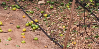 Los agricultores con daños por la dana peritados recibirán las ayudas directas sin solicitud previa DANA