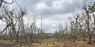 Primera cifra de los daños de la DANA en el campo: 20.000 hectáreas de 42.000 parcelas daños de la DANA en el campo