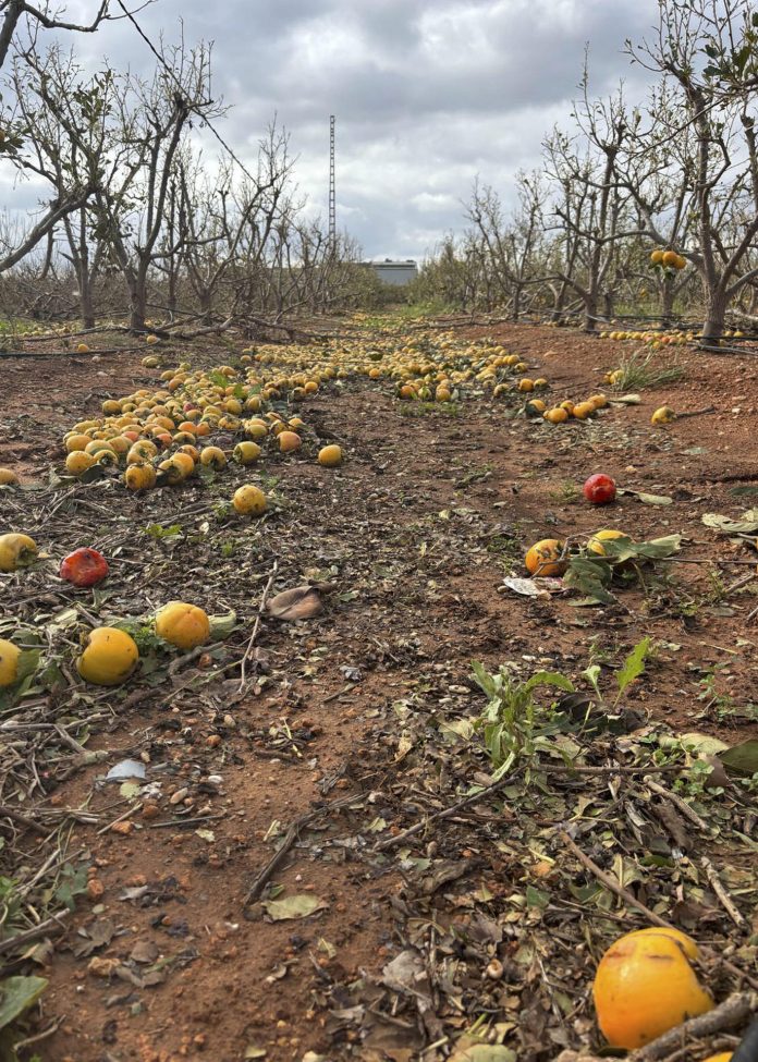 daños de la DANA en el campo
