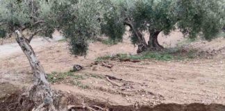 Balance de los daños de la DANA en el campo de Castilla-La Mancha: 40 millones DANA olivos