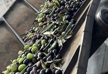 Finalizada una muy buena campaña de comercialización de aceite de oliva aceitunas