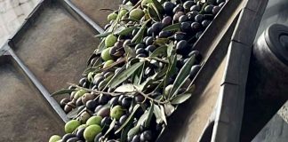 Finalizada una muy buena campaña de comercialización de aceite de oliva aceitunas