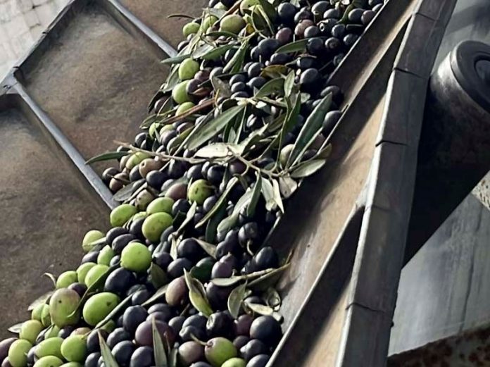 aceitunas