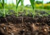 Publicado el listado oficial de Agentes Económicos de Productos Fertilizantes de Castilla-La Mancha Fertilizantes orgánicos