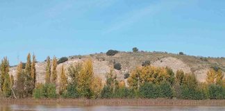 Solicita ayudas directas para los cultivos de Castilla-La Mancha afectados por la DANA girasoles inundados