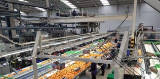 Comité de Cítricos de Comunidad Valenciana defiende que el sector trabaje los sábados y festivos industria cítricos